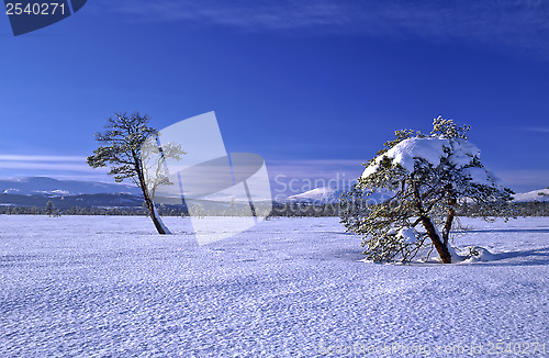 Image of Winter Landscape