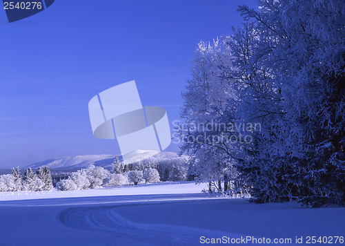 Image of Winter Landscape