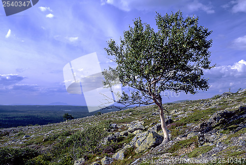 Image of Lonely tree