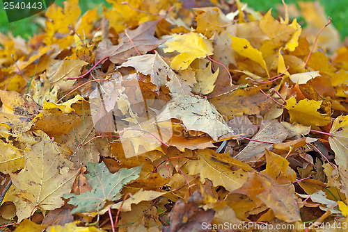 Image of Leaves.