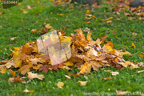 Image of Leaves.