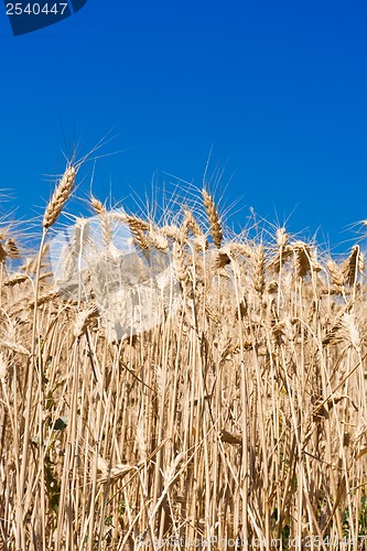 Image of Wheat field