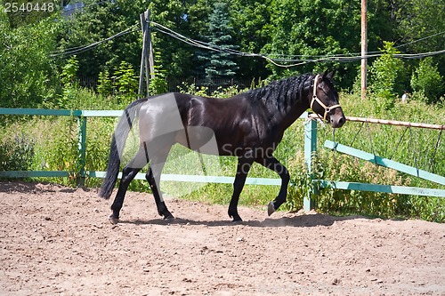 Image of Horse
