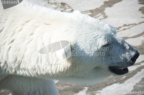 Image of Polar bear