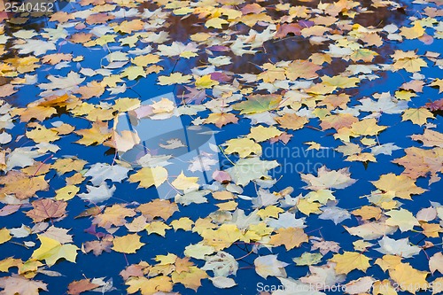 Image of Autumn