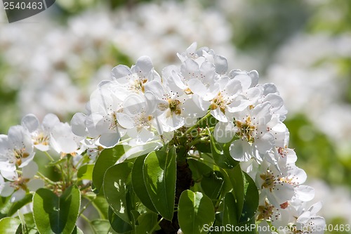 Image of Apple flowers