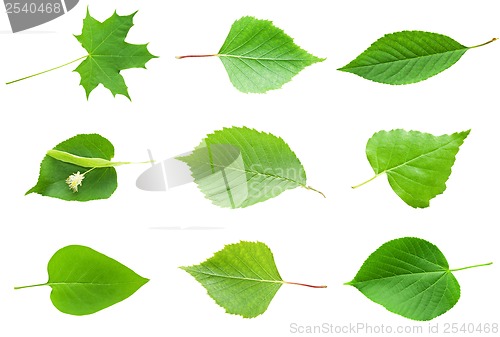 Image of Green Leaves