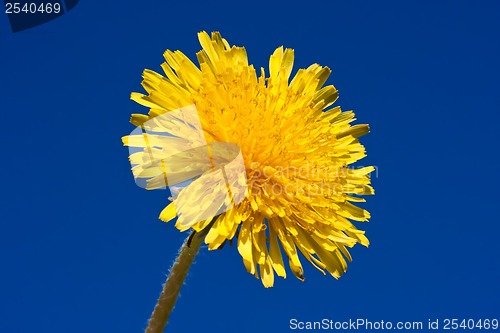 Image of Dandelion