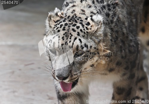 Image of Snow Leopard