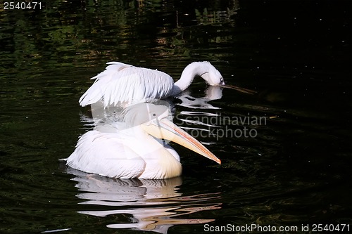 Image of Pelican