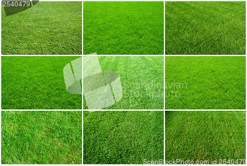 Image of Green grass