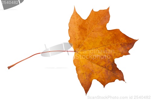 Image of Maple leaf