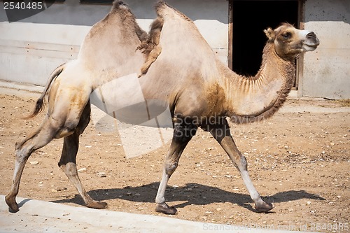 Image of Camel