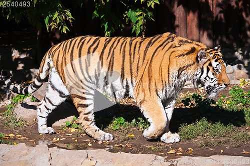 Image of Tiger