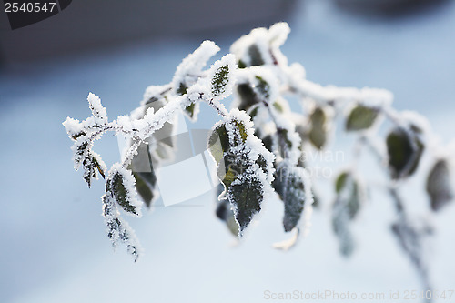 Image of frozen branch with leafs against sky, winter landscape 