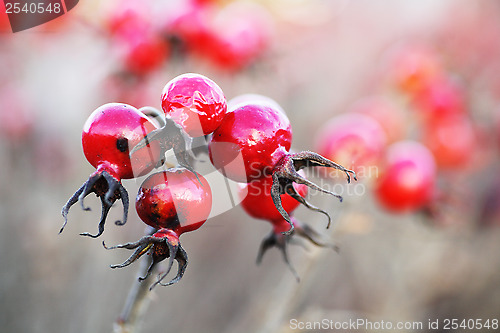 Image of close up of red hips 