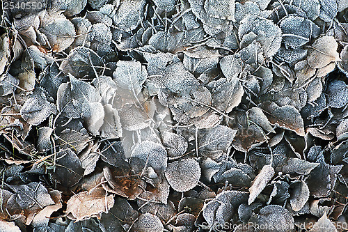 Image of close-up of dry brown leaves