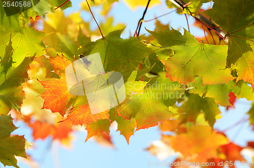Image of autumn leaves against the clear sky