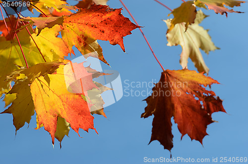 Image of autumn leaves against the clear sky