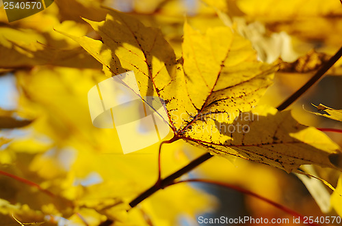 Image of autumn leaves against the clear sky