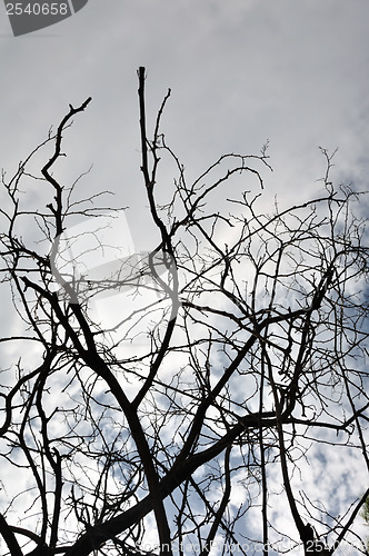 Image of tangled tree branches