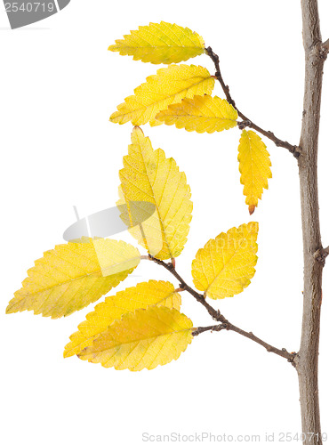 Image of Yellow Autumn Branch
