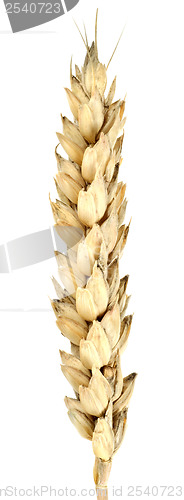 Image of Isolated of wheat