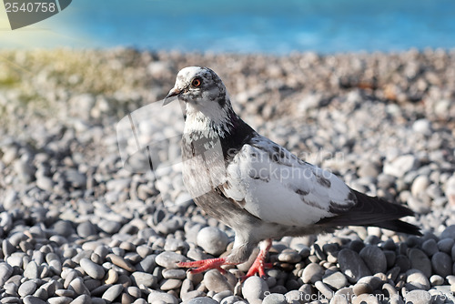 Image of Gray pigeon on the stones