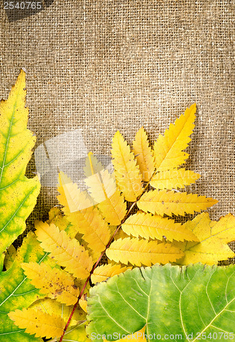 Image of Autumn Decoration