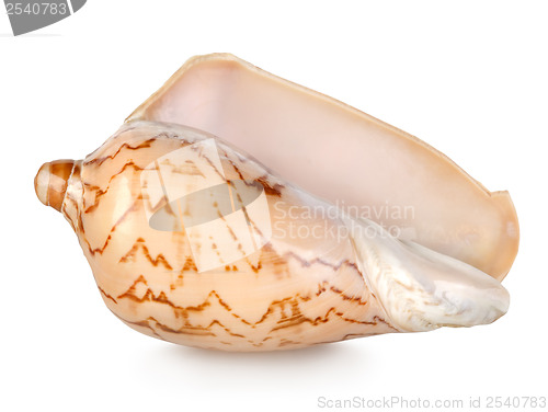 Image of Colorful sea shell isolated on a white