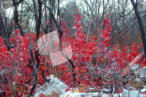 Image of red bush