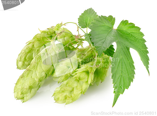 Image of Cluster of hops