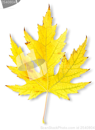 Image of Autumn maple leaf