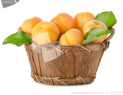 Image of Apricots in a basket isolated