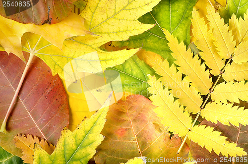 Image of Background from leaves of different colors