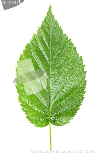 Image of Raspberry leaves