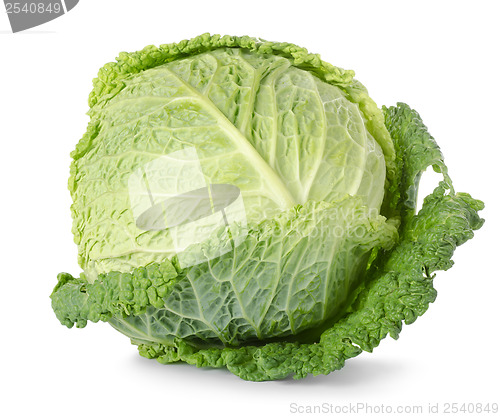 Image of Savoy cabbage