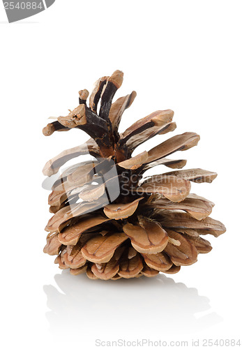 Image of Pine cone isolated