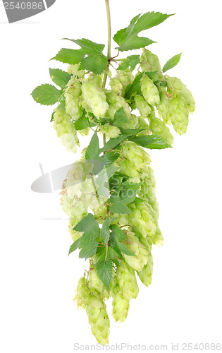 Image of Cluster of hops with leafs isolated