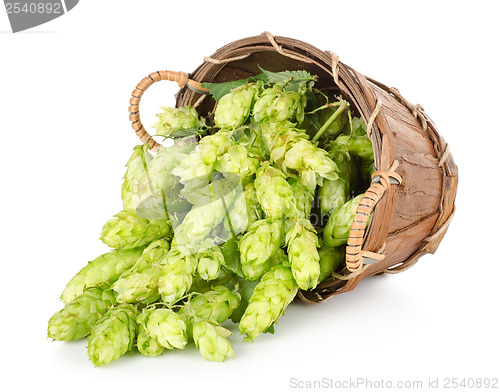 Image of Hops in a wooden basket