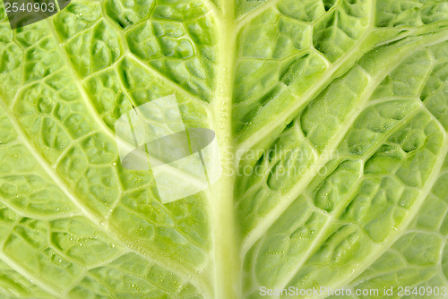 Image of Backgrounds cabbage