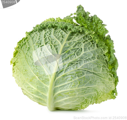 Image of Savoy cabbage isolated