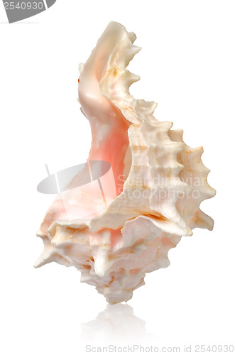 Image of Shell in a vertical position