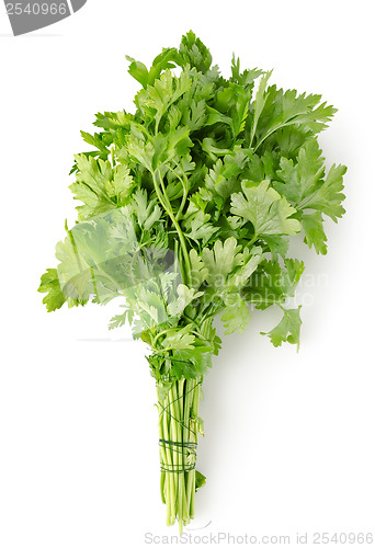 Image of Parsley Isolated