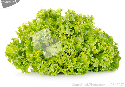 Image of Fresh green lettuce