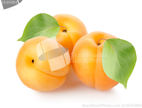 Image of Apricots with leaves