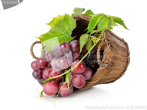 Image of Dark blue grapes in a wooden basket