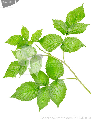 Image of Branch of raspberries