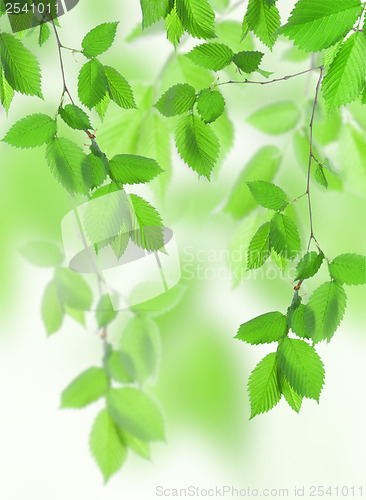 Image of Beautiful leaves