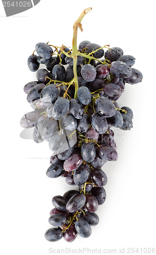 Image of Bunch of blue grapes